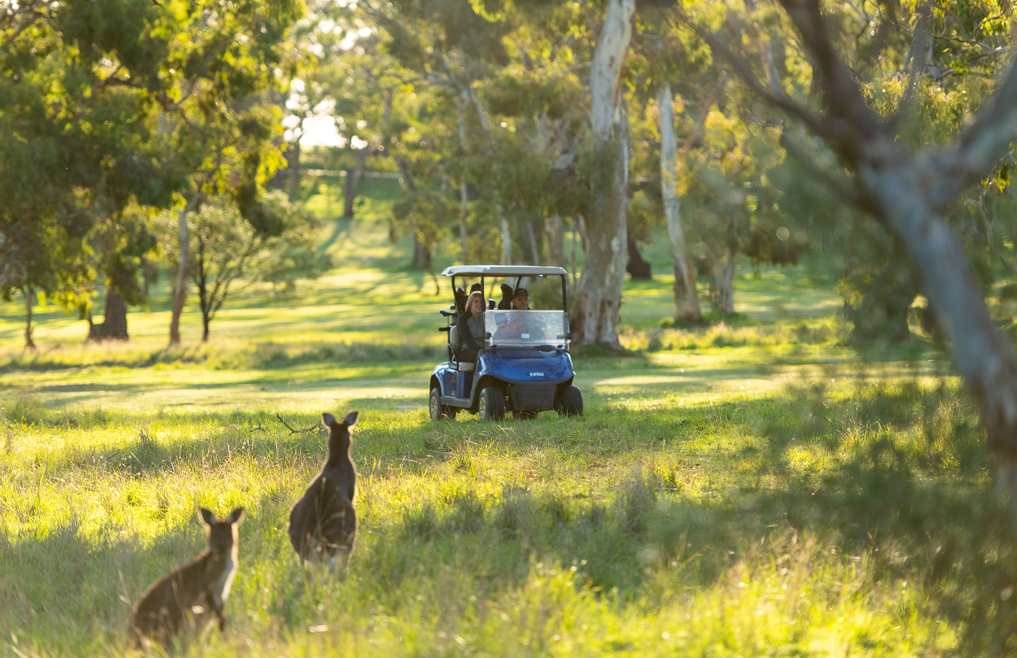 Tanunda Pines Golf Club Golf 2080X1347