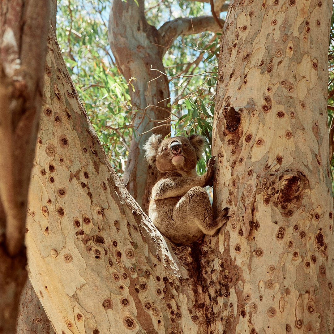 Kangaroo Island Discovery Hosted Small Group Tour
