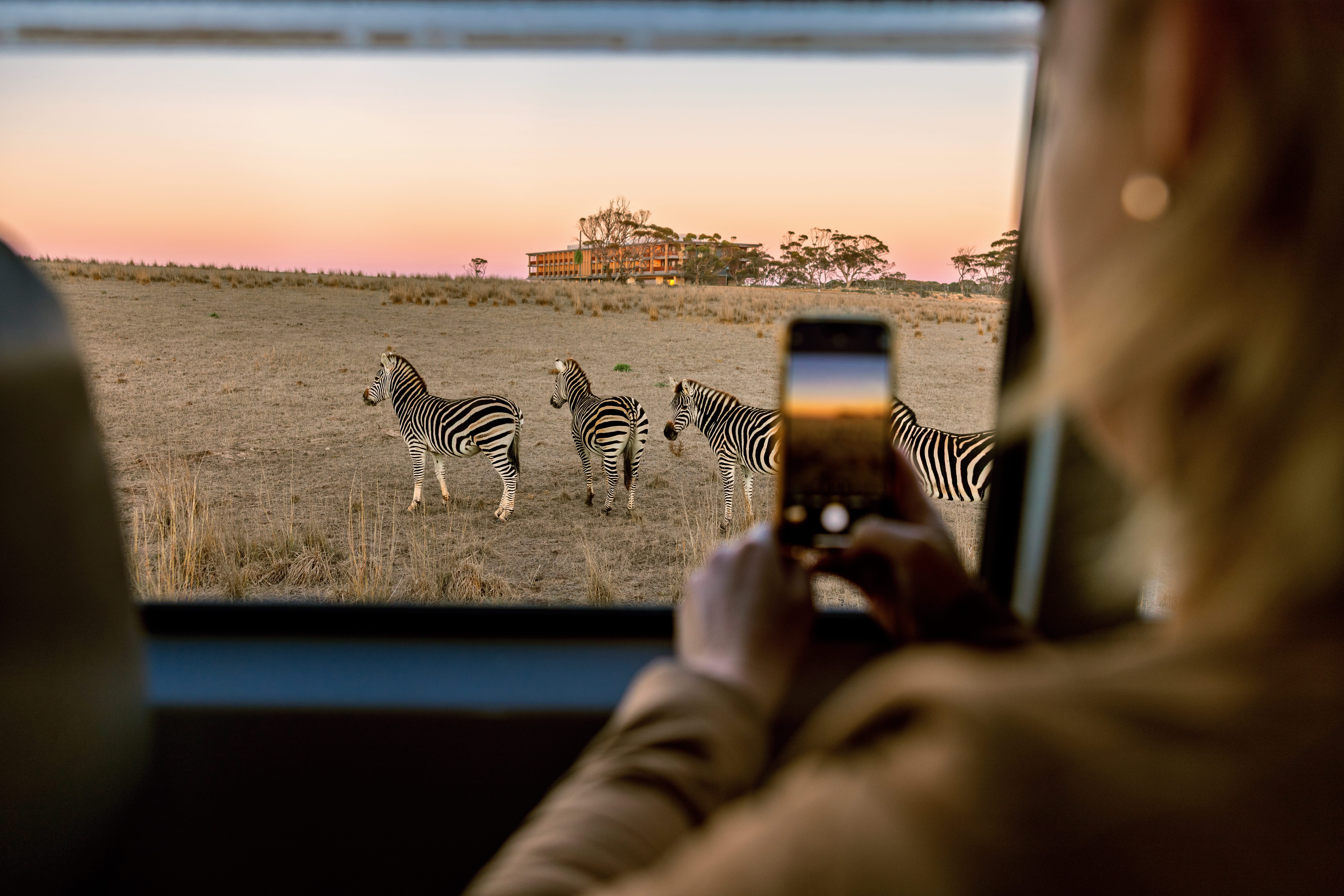 Visitor holding her phone with the screen showing the camera pointing at zebras of the Monarto Safari Park to take a photo with the sunrise light colours in the sky.