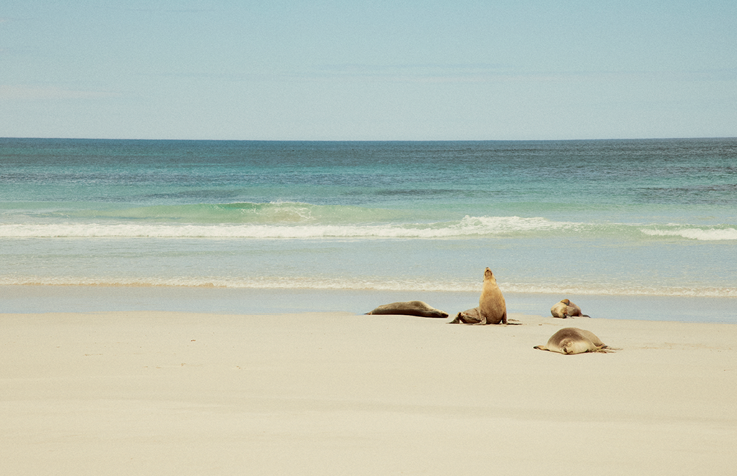 Kangaroo Island Itinerary