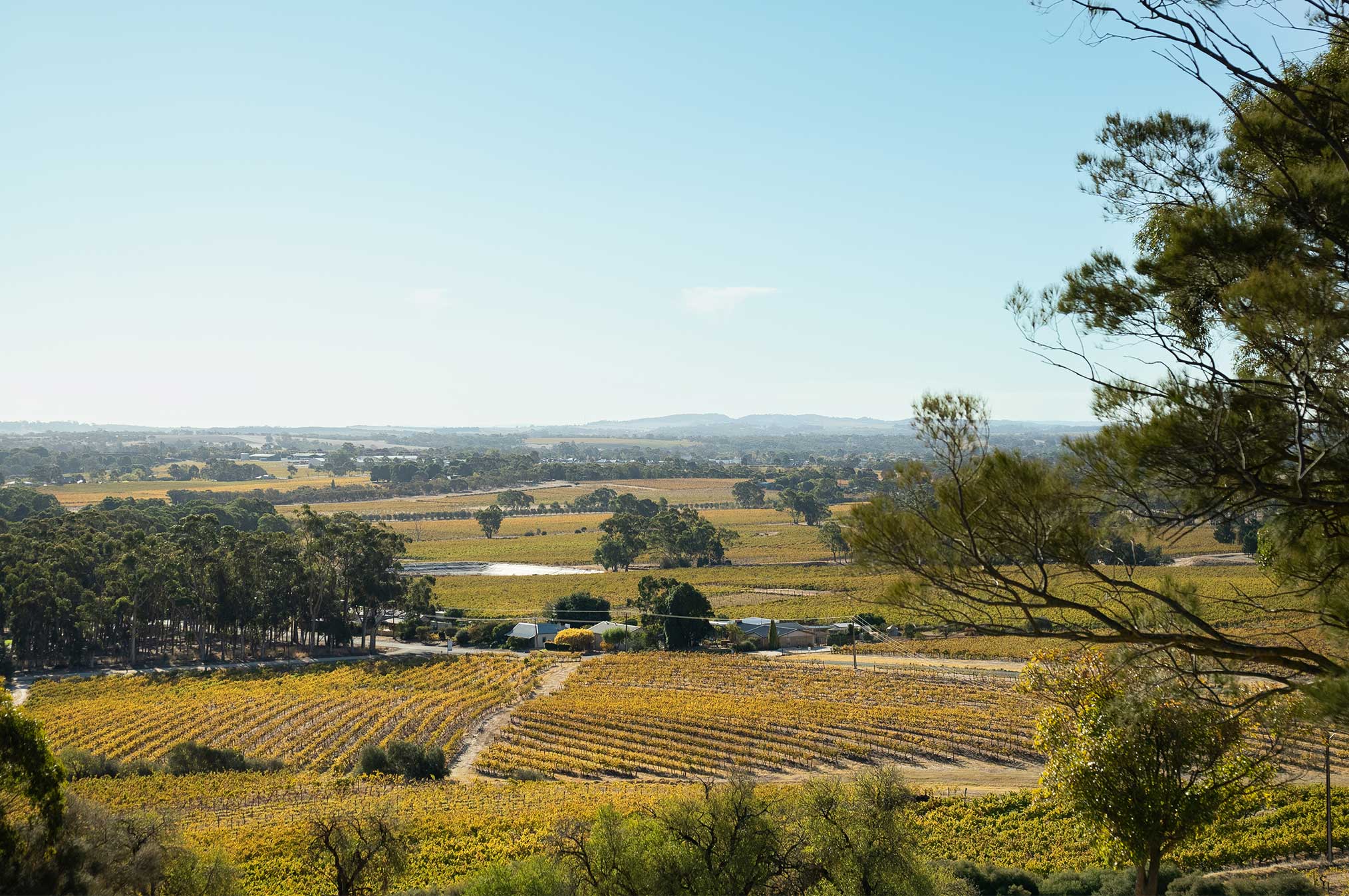 Bethany Wines, Barossa