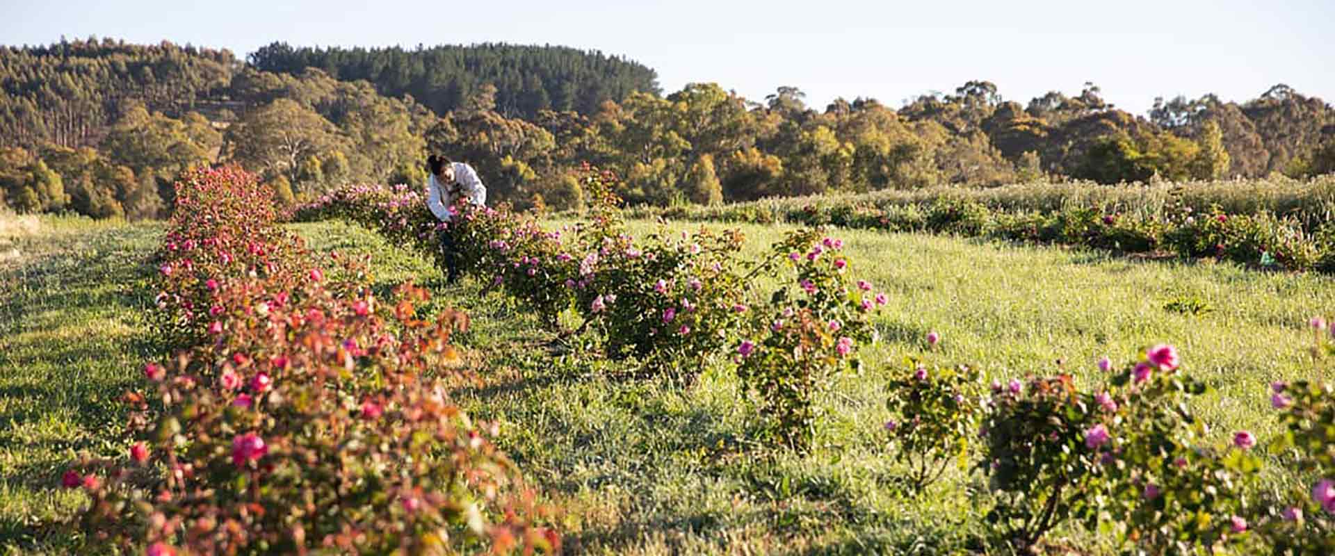 farm tours adelaide