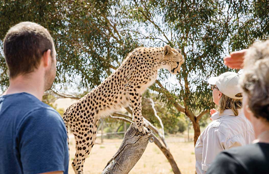 Family and kids activities in the Murray River, Lakes and Coorong