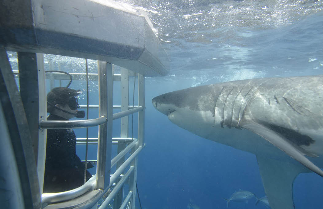 Shark cage diving Adventure Bay charters