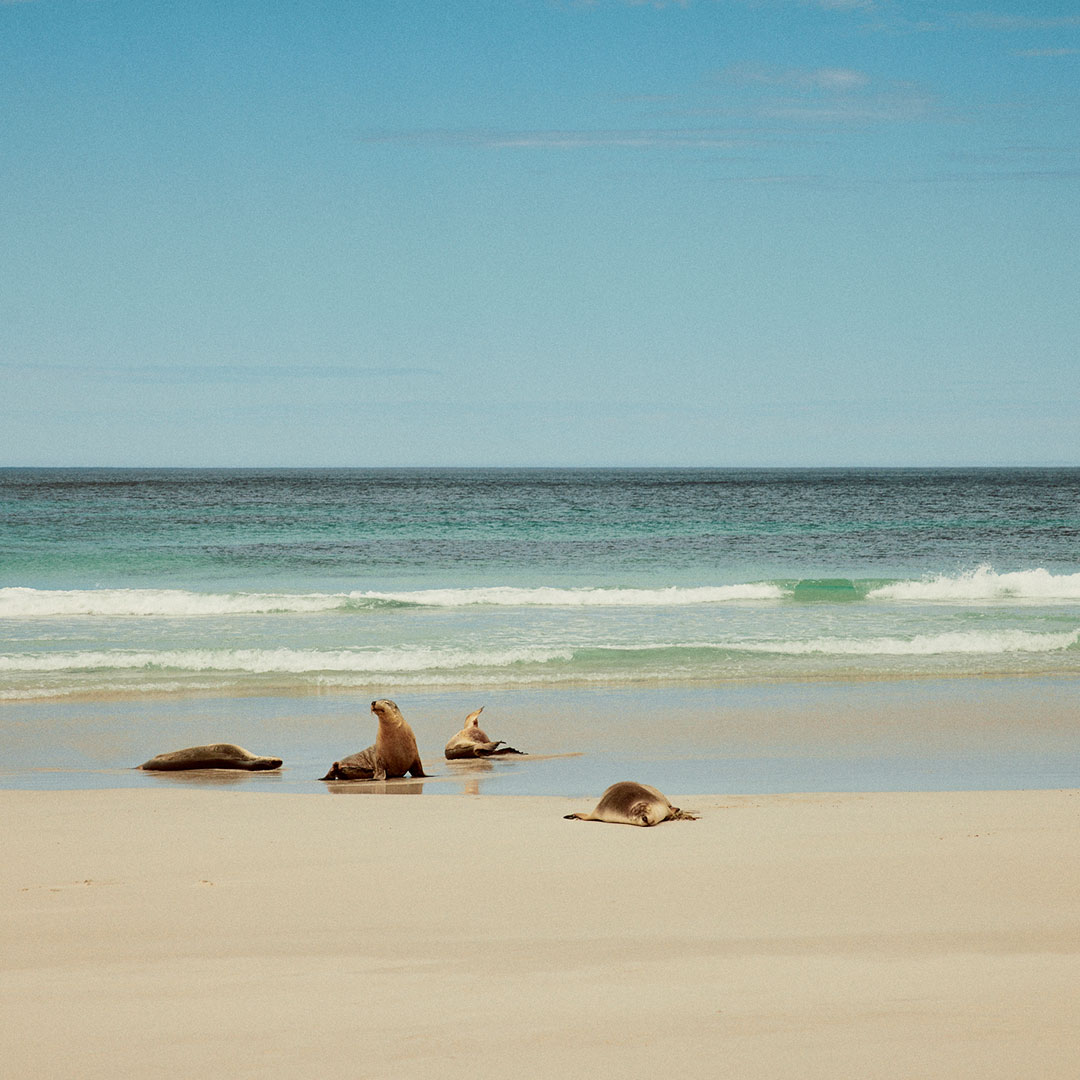 Things to do at Seal Bay