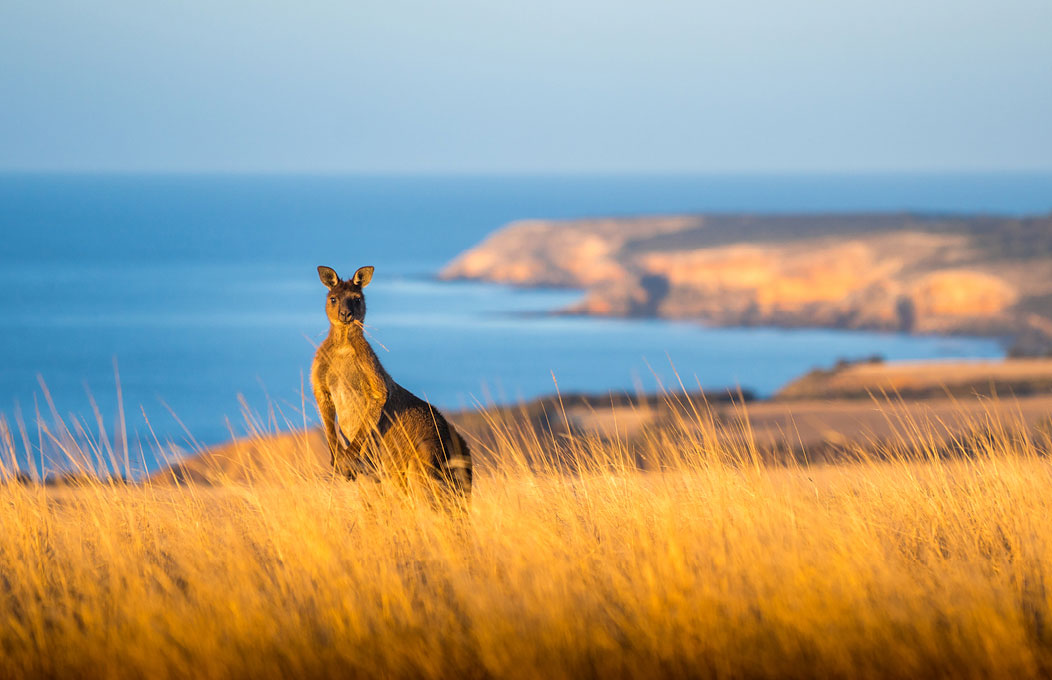 Kangaroo Middle River Kangaroo Island