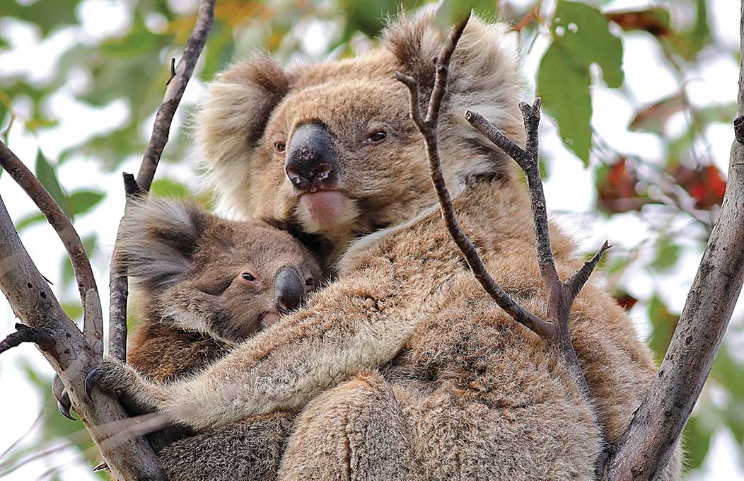 Tourist attractions on Kangaroo Island